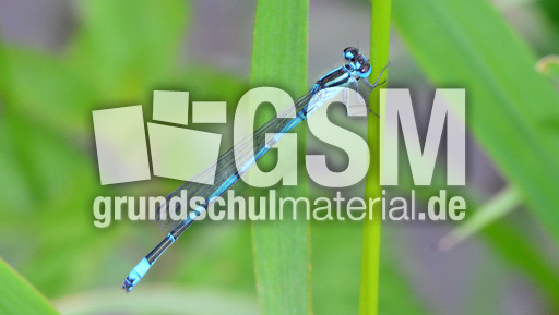 Hufeisen-Azurjungfer (4).jpg